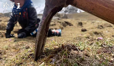 那曲蟲(chóng)草怎么吃好